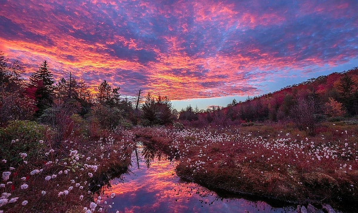 Monongahela National Forest, West Virginia | FWS.gov